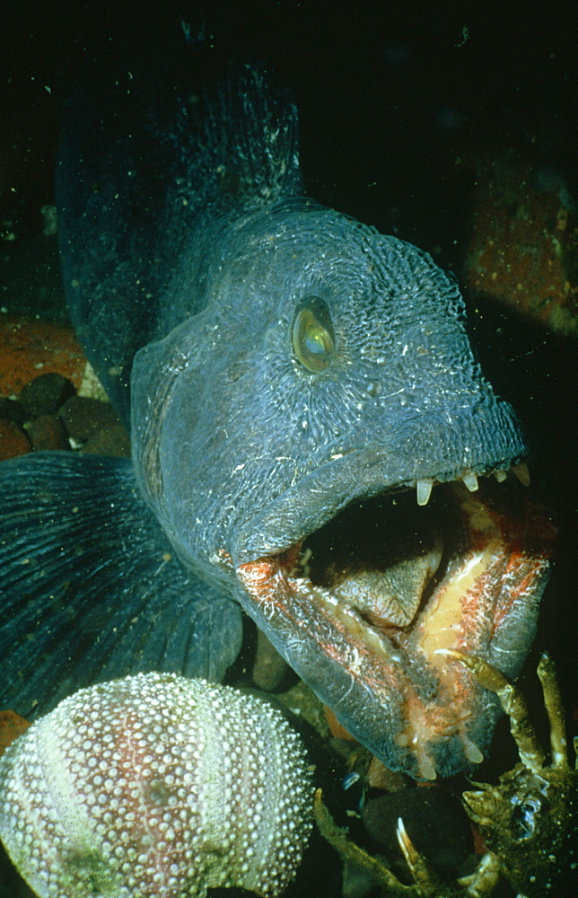 Wolf fish (Anarhichas lupus). St Abbs. UK