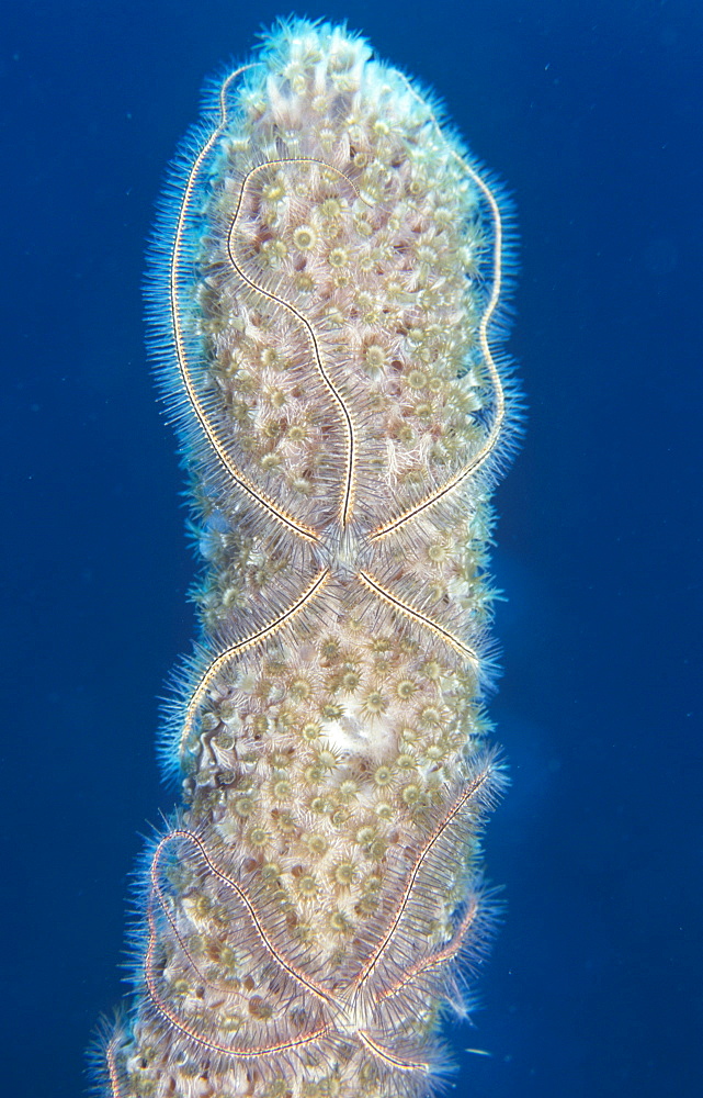 Sea rod and brittle stars (Plexaurella nutans) and (Ophiothrix suensonii), Cayman Islands, Caribbean.