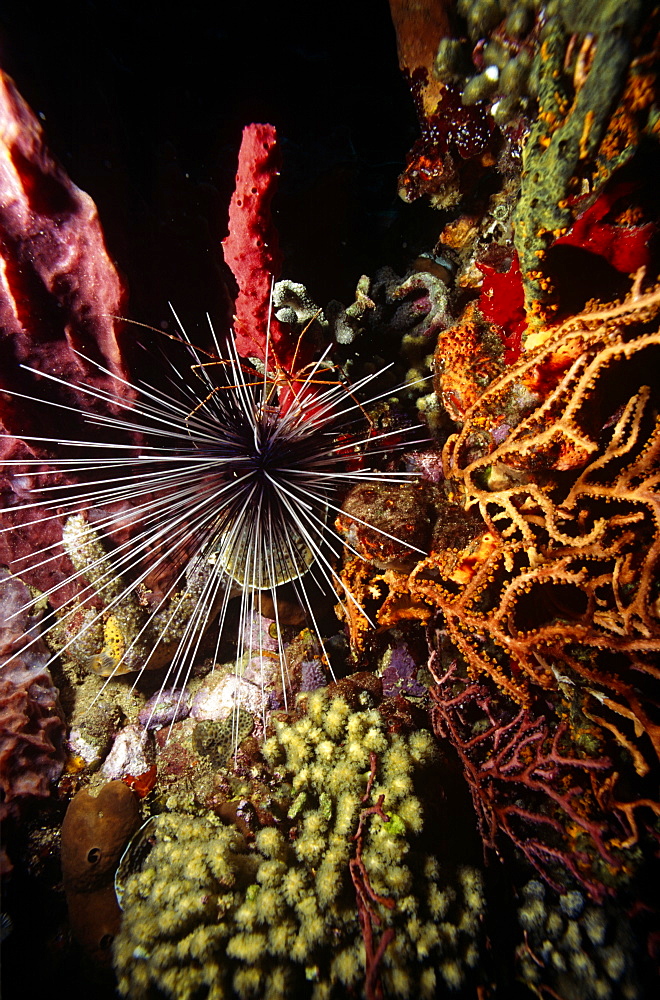 Long Spined Sea Urchin (Diadema antillarum), set amidst various colourful sponges and sea fans, Anse Chastenet, St Lucia, Caribbean. 