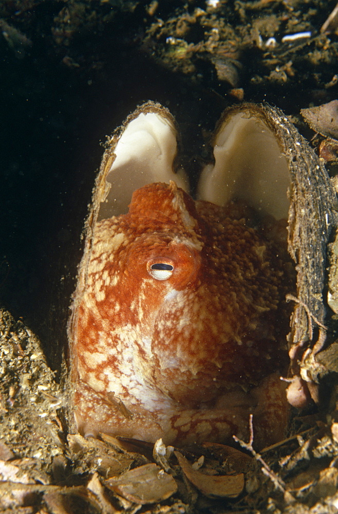 Lesser Octopus (Eledone cirrhosa) juvenile hiding in Mussel shell, Summer Isles, Scotland, UK. 