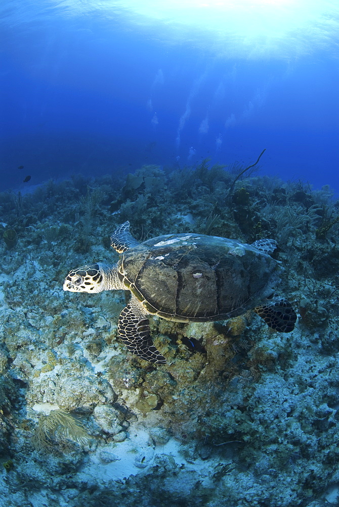 Hawksbill Turtle (Eretmochelys imbriocota), swimming over coral reef,  Little Cayman Island, Cayman Island, Caribbean