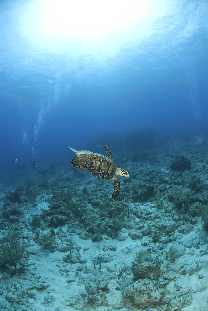 Hawksbill Turtle (Eretmochelys imbriocota), swimming over coral reef with underwater photographer, Cayman Brac, Cayman Island, Caribbean