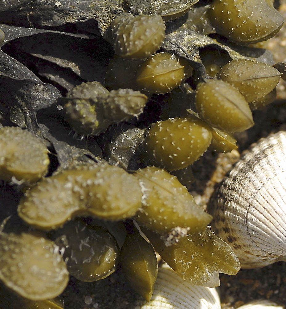 Spiral Wrack (Fucus spiralis), clear view of inflated nodules at the ends of this algae view on the shore, St Abbs, Scotland, UK North Sea