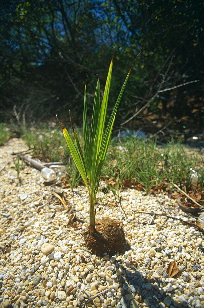 Coconut kernal with sprouting tree washed up on beach and growing, Caribbean