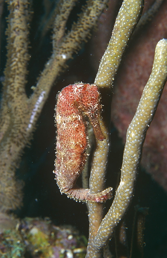 Longsnout seahorse (Hippocampus reidi), mottled pink in colour with tail wrapped around coral, Cayman Islands, Caribbean