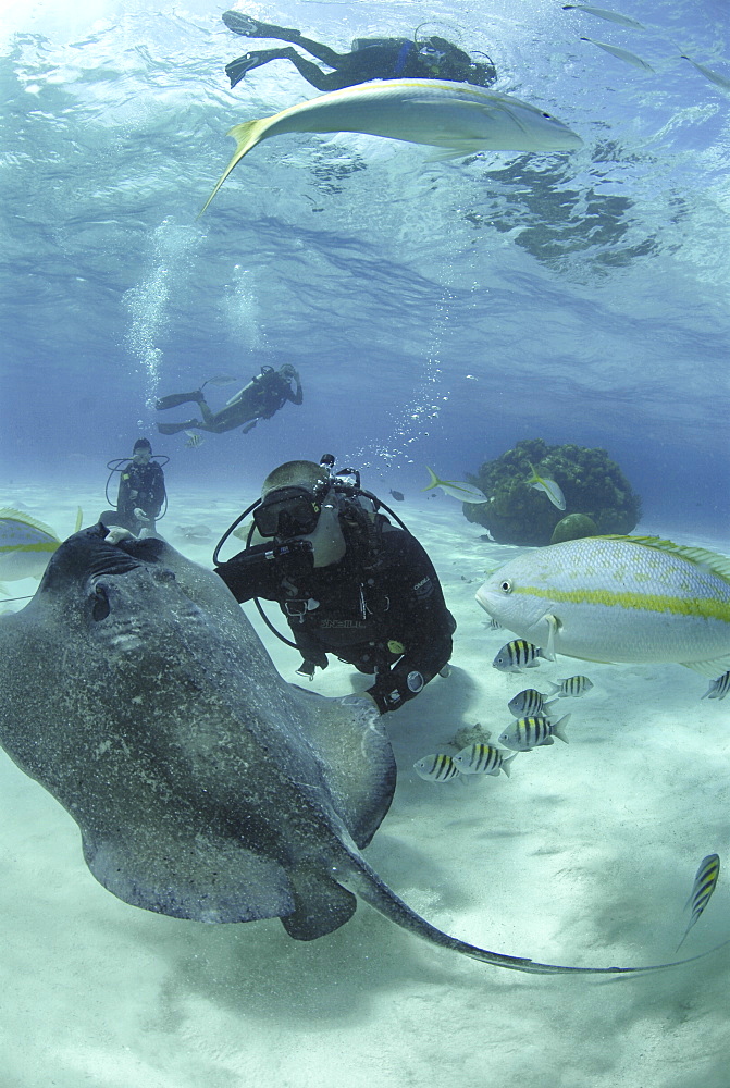 Diver with Sting rays, Stingray City Sandbar, Grand Cayman Island, Cayman Islands, Caribbean