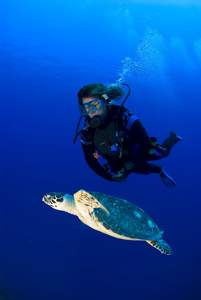 Hawksbill Turtle (Eretmochelys imbriocota), swimming in open water with scuba diver,  Little Cayman Island, Cayman Island, Caribbean