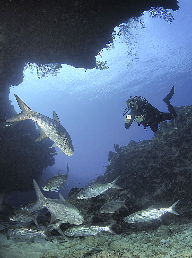 Diver using torch amidst school of tarpon (Megalops atlanticus), Grand Cayman Island, Cayman Islands, Caribbean