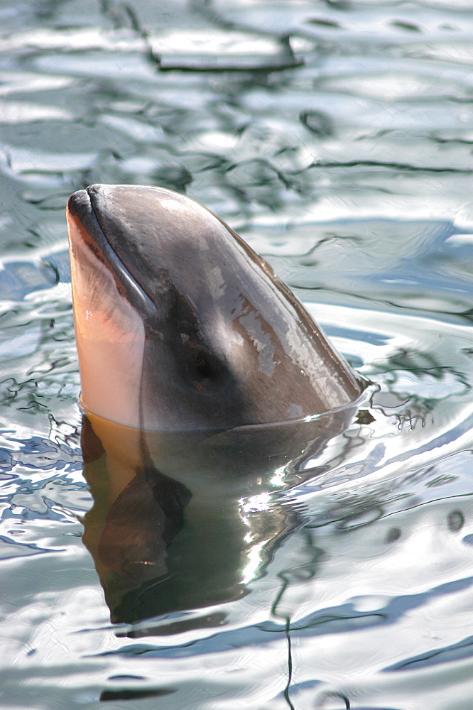 Spy-hopping Harbour porpoise (Phocoena phocoena) captive Kerteminde, Denmark   (RR)