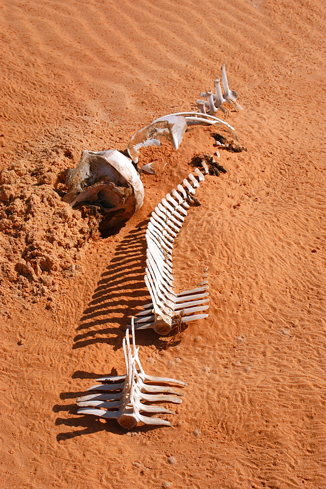 Dolphin bones on a beach, Mauritania