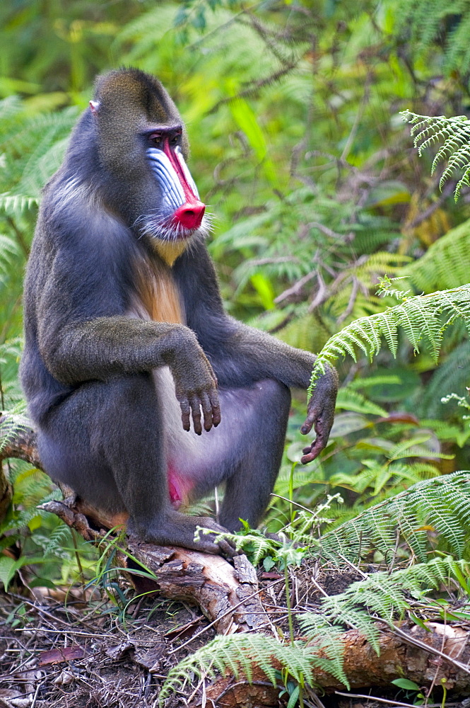 Male mandrill (Mandrill sphinx), Parc de la Lekedi, Haut-Ogooue, Gabon, Africa