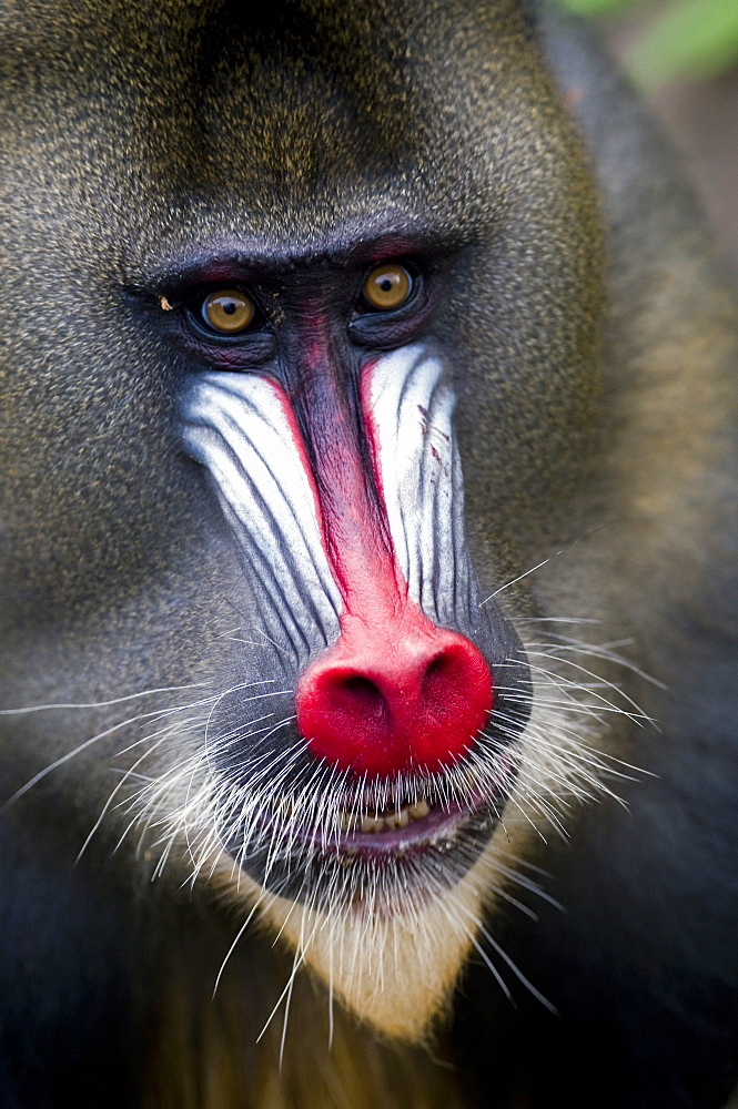 Portrait of a male mandrill (Mandrill sphinx), Parc de la Lekedi, Haut-Ogooue, Gabon, Africa