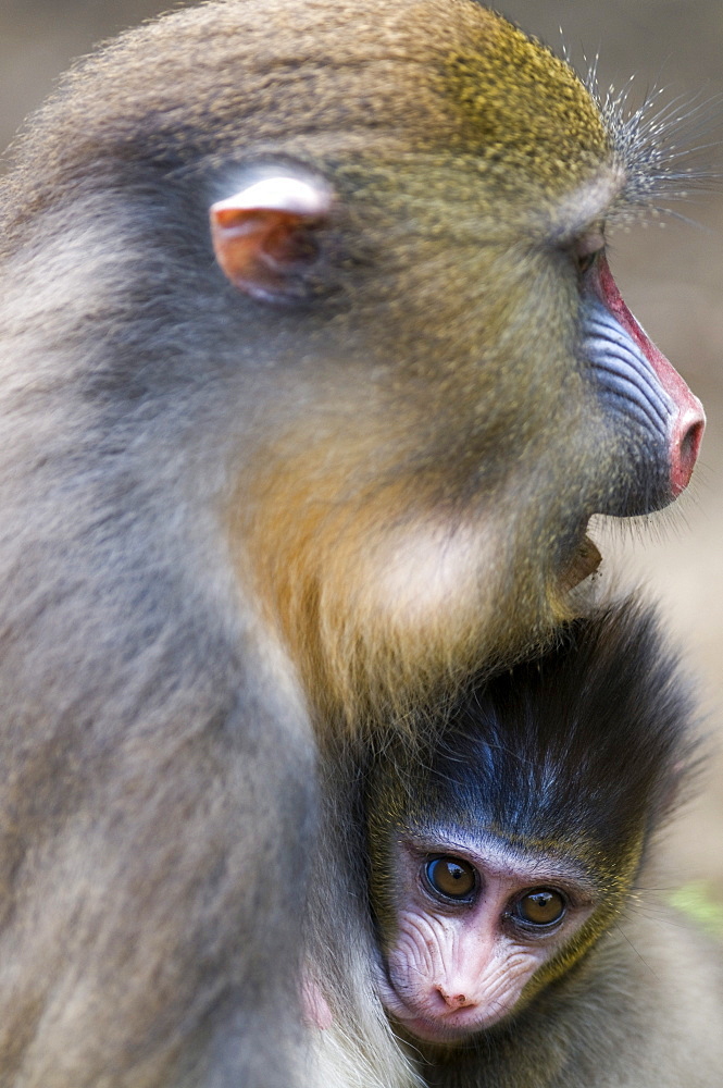 Female mandrill suckling offspring (Mandrill sphinx), Parc de la Lekedi, Haut-Ogooue, Gabon, Africa