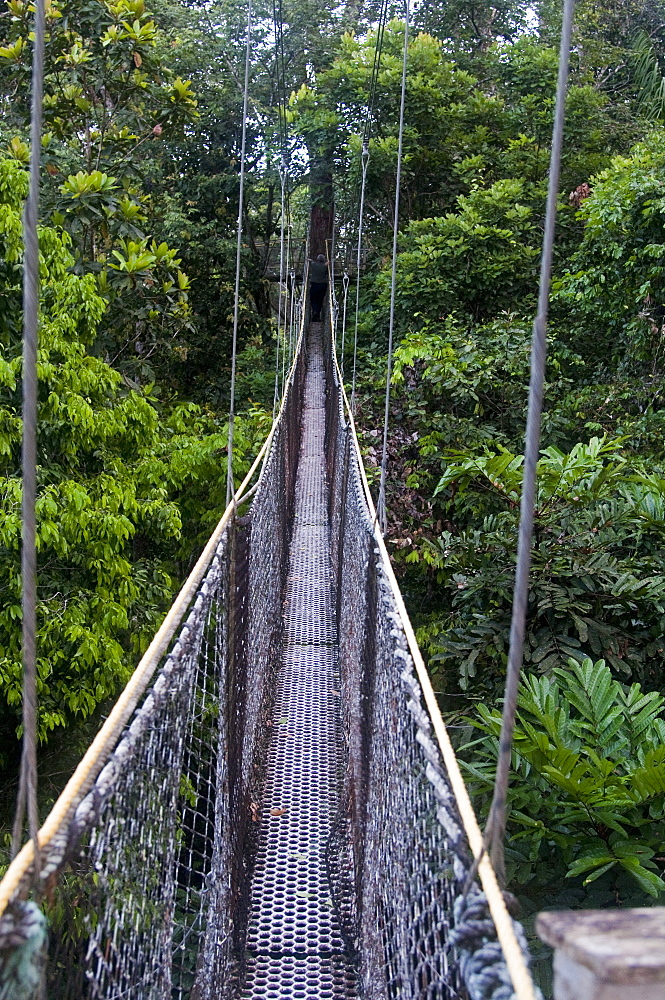 Canopy walkway at Atta Rainforest Lodge near Iwokrama, Guyana, South America