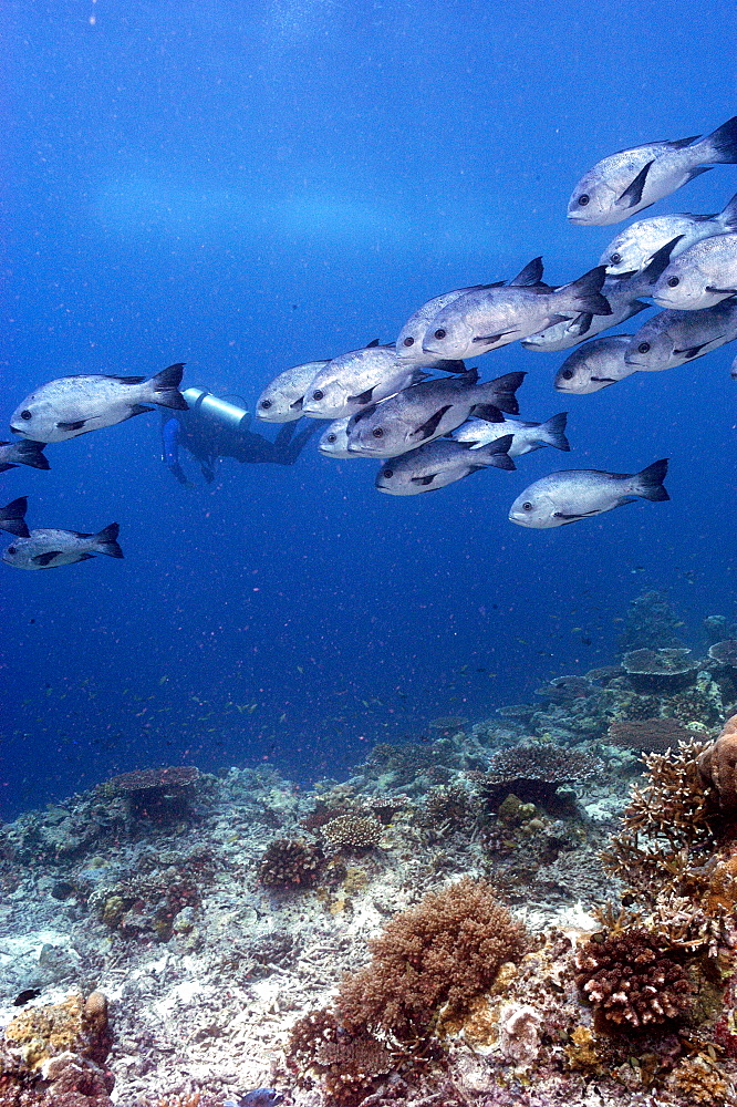 Grunts (Plectorhynchus sp).  , Malaysia   (RR)