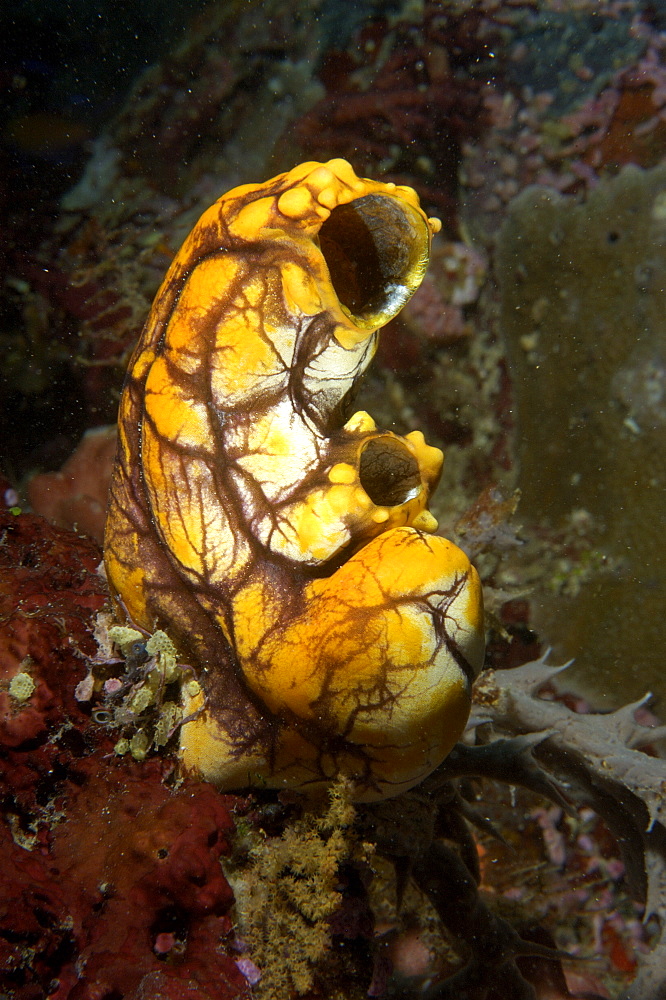 Seasquirt (Polycarpa aurata).  Borneo, Malaysia   (RR)