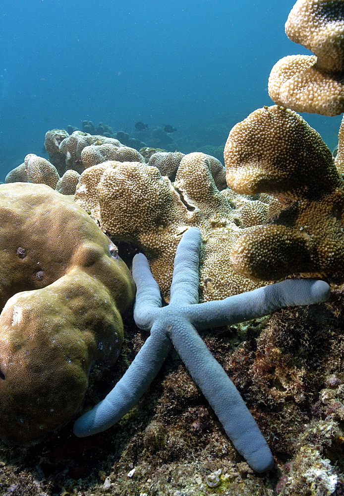 Sea Star (Linckia laevigata).  Borneo, Malaysia   (RR)