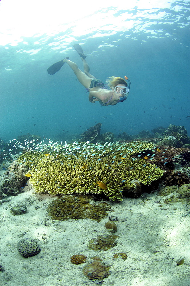 Snorkler and Stony Corals (Acropora sp).  Borneo, Malaysia   (RR)