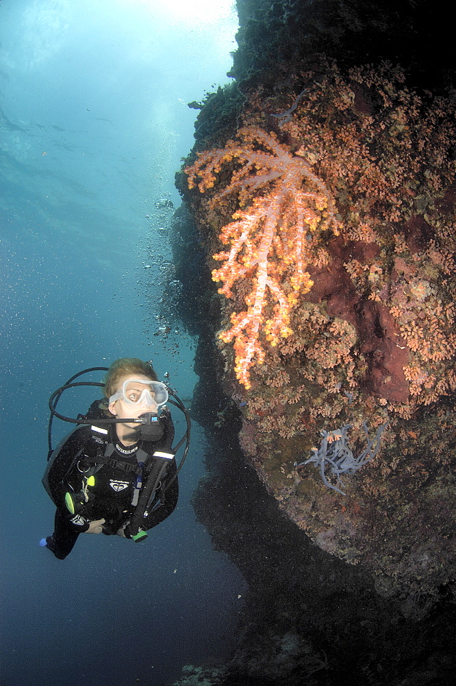 Diver on wall with soft coral.  Borneo, Malaysia   (RR)