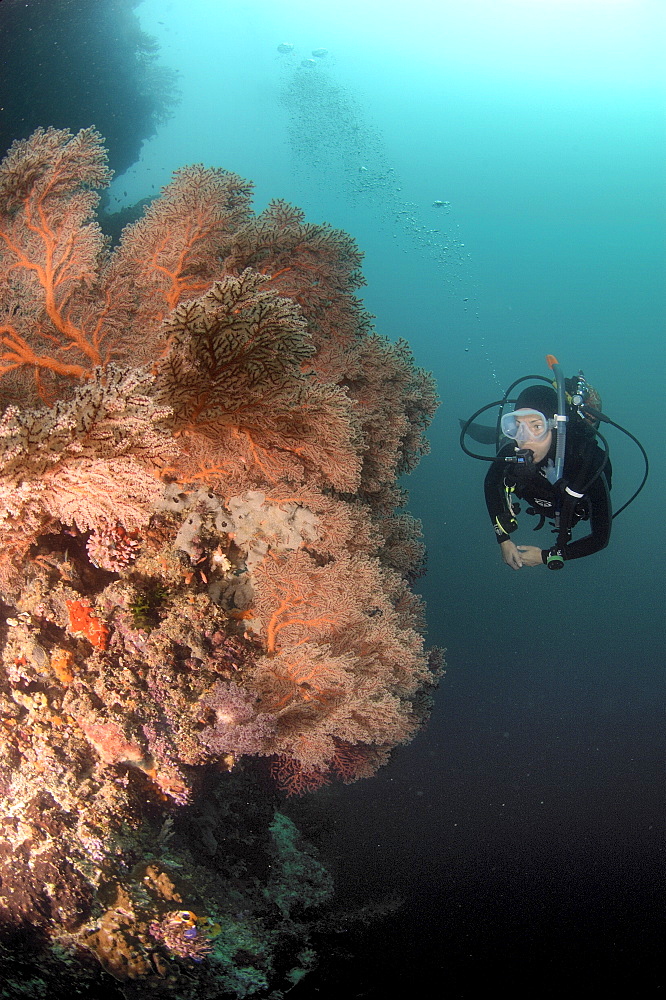 Diver and Seafans (Gorgonia sp).  Borneo, Malaysia   (RR)