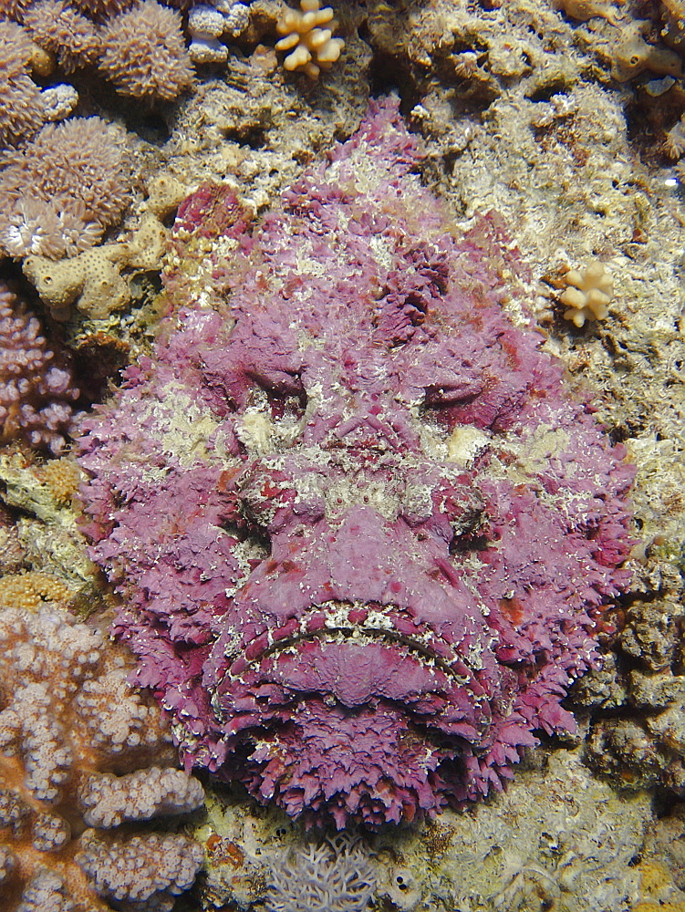 Stonefish (Synanceia verrucosa). Jackson Reef, Sharm El Sheikh, South Sinai, Red Sea, Egypt.