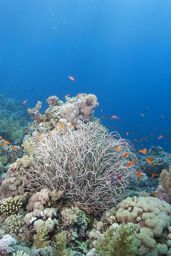 Tropical coral reef with a sea plume (Rumphella aggregata), Ras Mohammed National Park, off Sharm el Sheikh, Sinai, Egypt, Red Sea, Egypt, North Africa, Africa