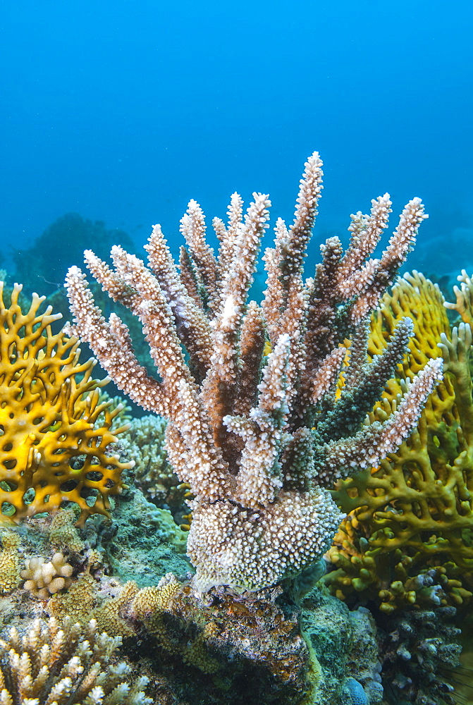 Close-up of staghorn coral (Astreopora myriophthalma), Ras Mohammed National Park, off Sharm el Sheikh, Sinai, Egypt, Red Sea, Egypt, North Africa, Africa