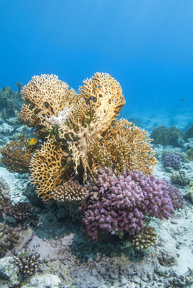 Fire coral and hard coral reef, Ras Mohammed National Park, off Sharm el Sheikh, Sinai, Egypt, Red Sea, Egypt, North Africa, Africa