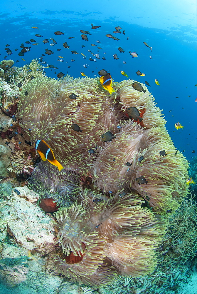 Colony of magnificent anemone (Heteractis magnifica), Colony, Ras Mohammed National Park, off Sharm el Sheikh, Sinai, Egypt, Red Sea, Egypt, North Africa, Africa