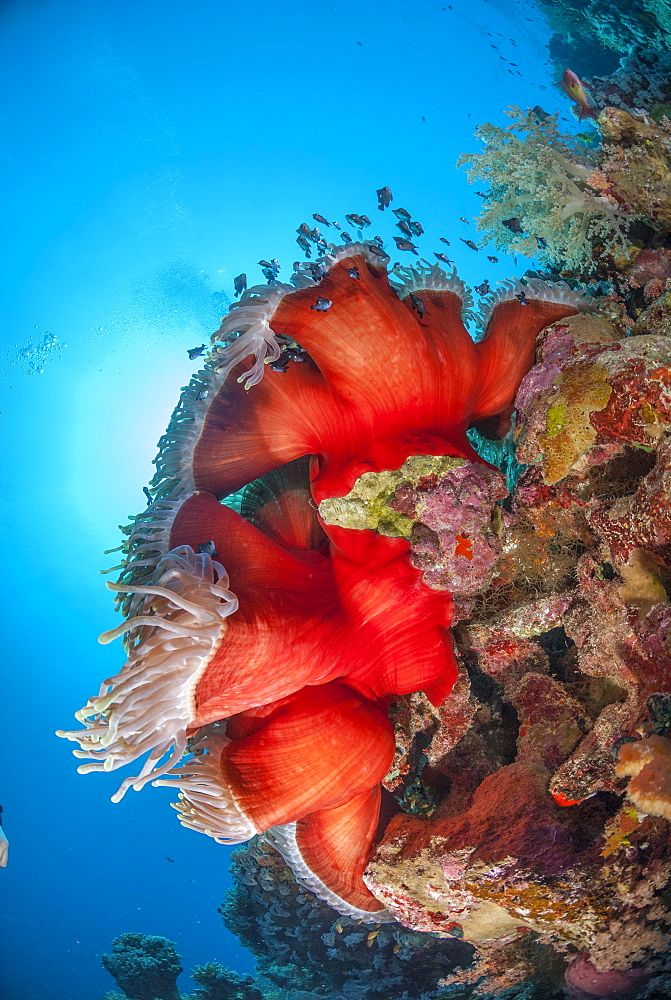 Magnificent anemone (Heteractis magnifica), Ras Mohammed National Park, off Sharm el Sheikh, Sinai, Egypt, Red Sea, Egypt, North Africa, Africa