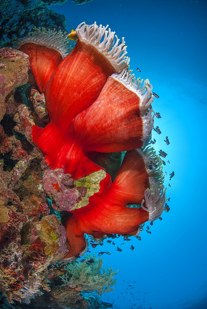 Magnificent anemone (Heteractis magnifica), Ras Mohammed National Park, off Sharm el Sheikh, Sinai, Egypt, Red Sea, Egypt, North Africa, Africa