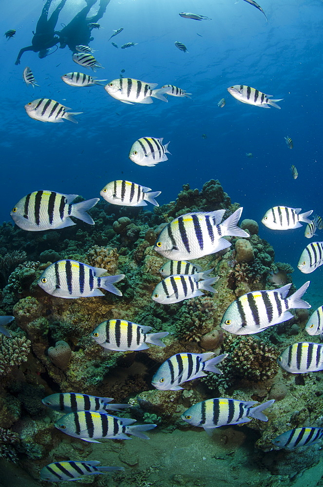 Shoal or school of sergeant major fish, (Abudefduf vaigiensis), Naama Bay, off Sharm el Sheikh, Sinai, Egypt, Red Sea, Egypt, North Africa, Africa