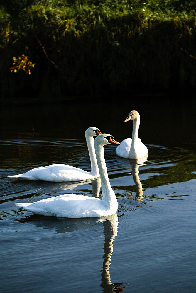 A family of mute swans (Cygnus olor) on the River Mark, Breda, North Brabant, The Netherlands (Holland), Europe