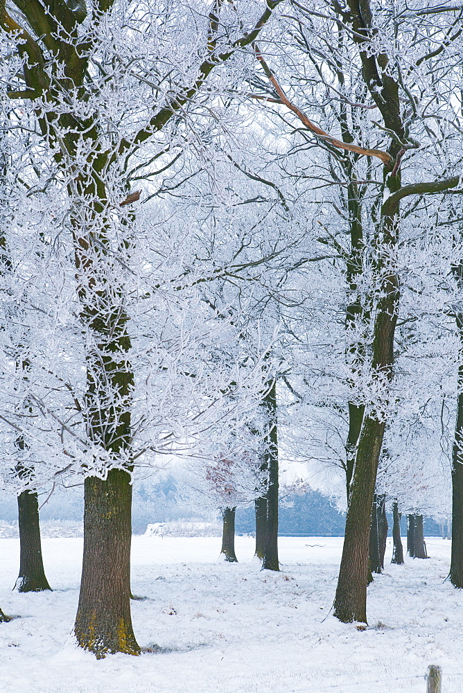 Trees covered with ice crystals, Breda, North Brabant, The Netherlands (Holland), Europe