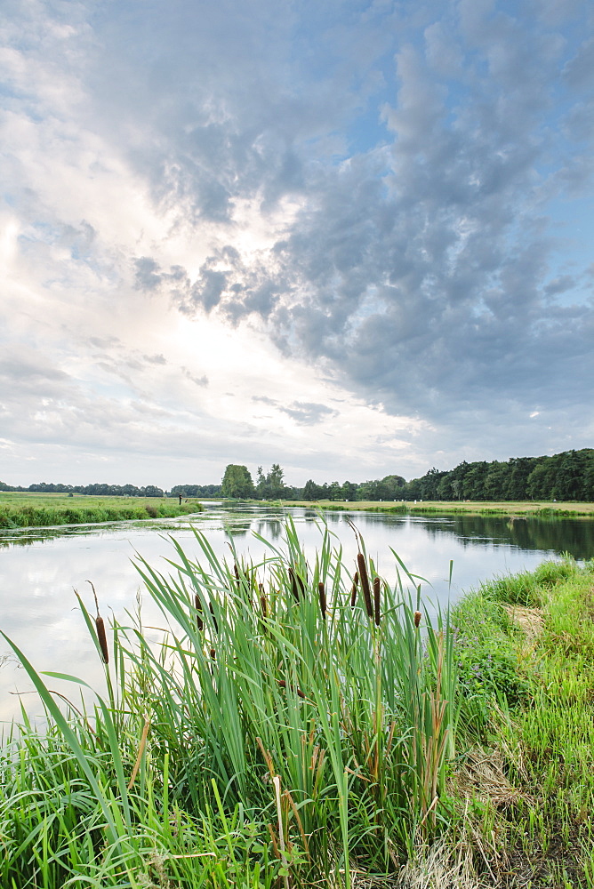 Bullrushes on the bank and still waters of the River Mark, Breda, North Brabant, The Netherlands (Holland),  Europe