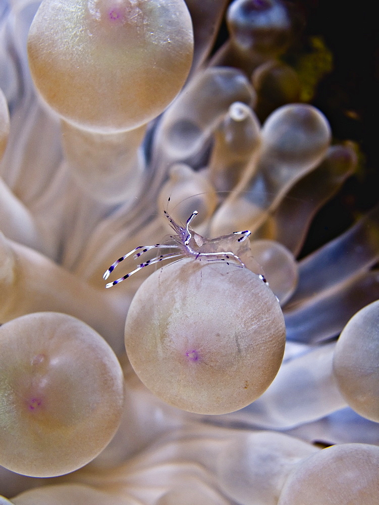 Long-arm cleaner shrimp (Periclimenes longicarpus) on a Bubble anemone (Entacmaea quadricolor). Shark Observatory ,Sharm El Sheikh, South Sinai, Red Sea, Egypt.   (rr)