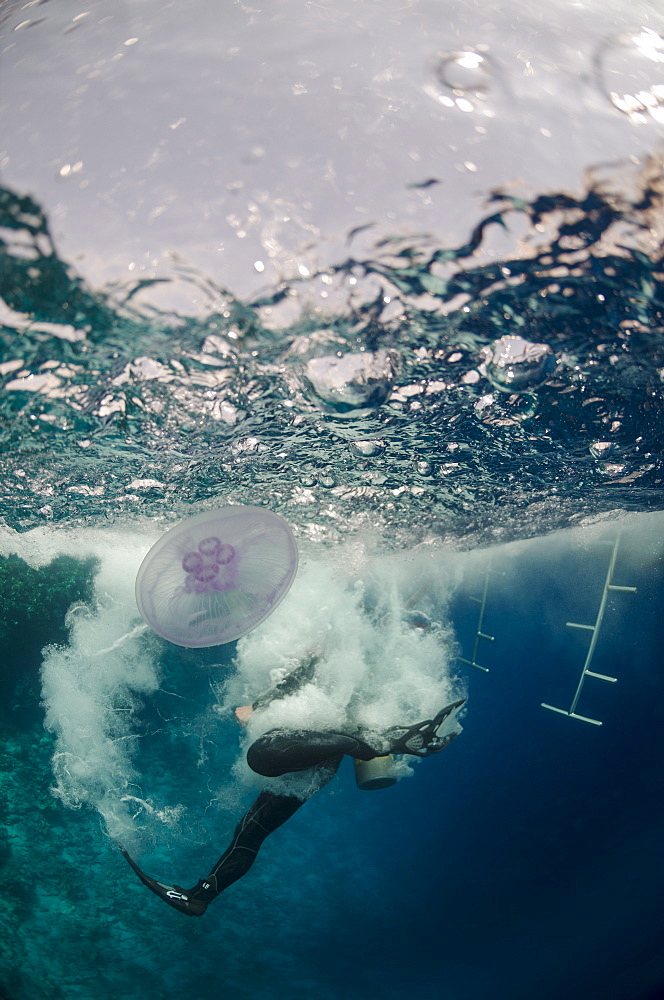 Underwater view of a scuba diver entering the water, Ras Mohammed National Park, Red Sea, Egypt, North Africa, Africa 