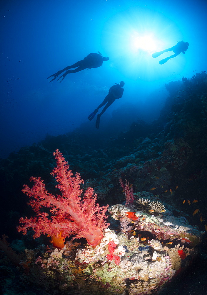 Silhouette of three scuba divers above coral reef, Ras Mohammed National Park, Red Sea, Egypt, North Africa, Africa 