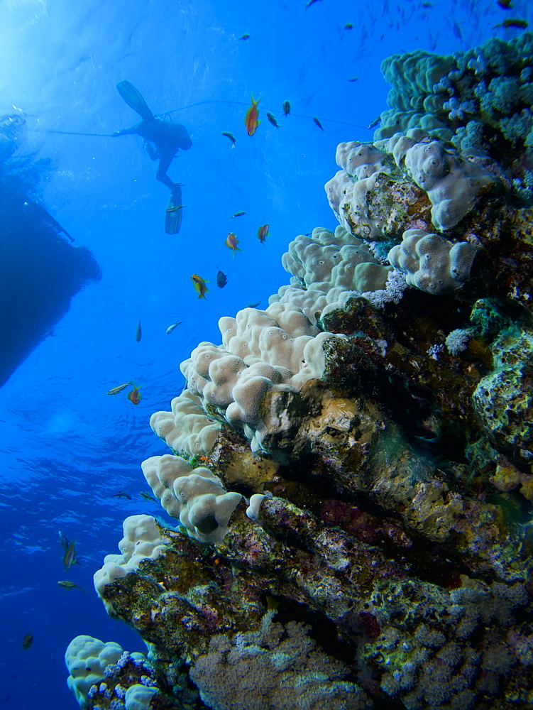 Mountain coral (Porites lutea) with diver exiting the water at the surface. Ras Umm Sid, Sharm El Sheikh, South Sinai, Red Sea, Egypt.