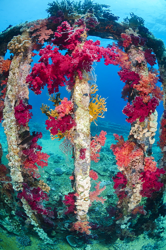 Pink, purple, soft coral growing on a sunken cargo container, Ras Mohammed National Park, Red Sea, Egypt, North Africa, Africa 