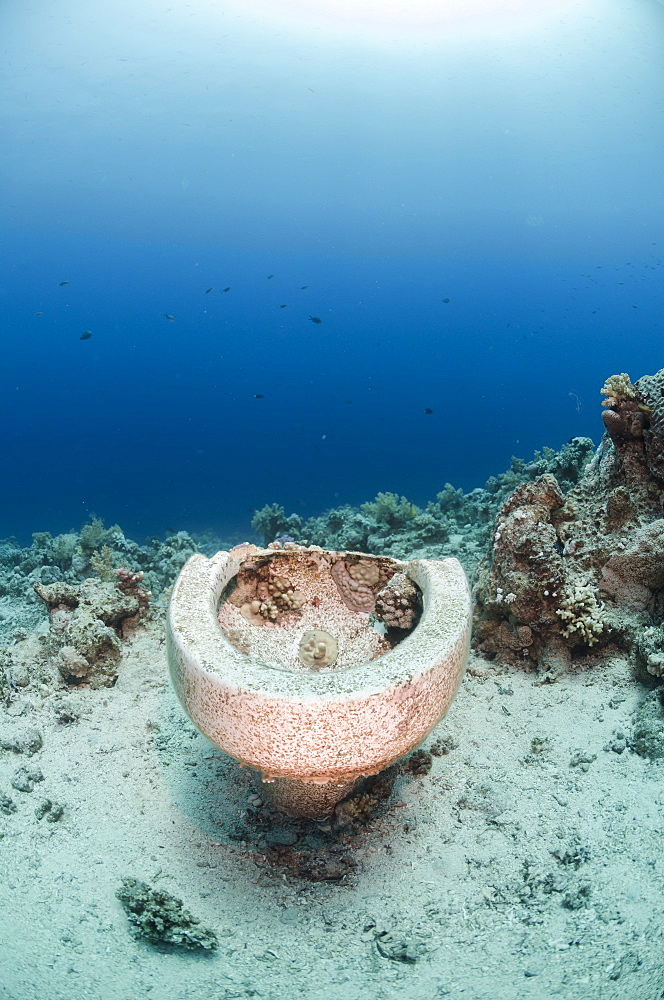 Collection of toilet bowls from shipwreck scattered on seabed, Ras Mohammed National Park, Red Sea, Egypt, North Africa, Africa 