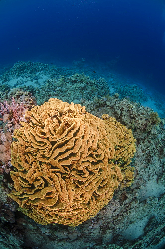 Coral reef scene, Ras Mohammed National Park, Sharm el-Sheikh, Red Sea, Egypt, North Africa, Africa 