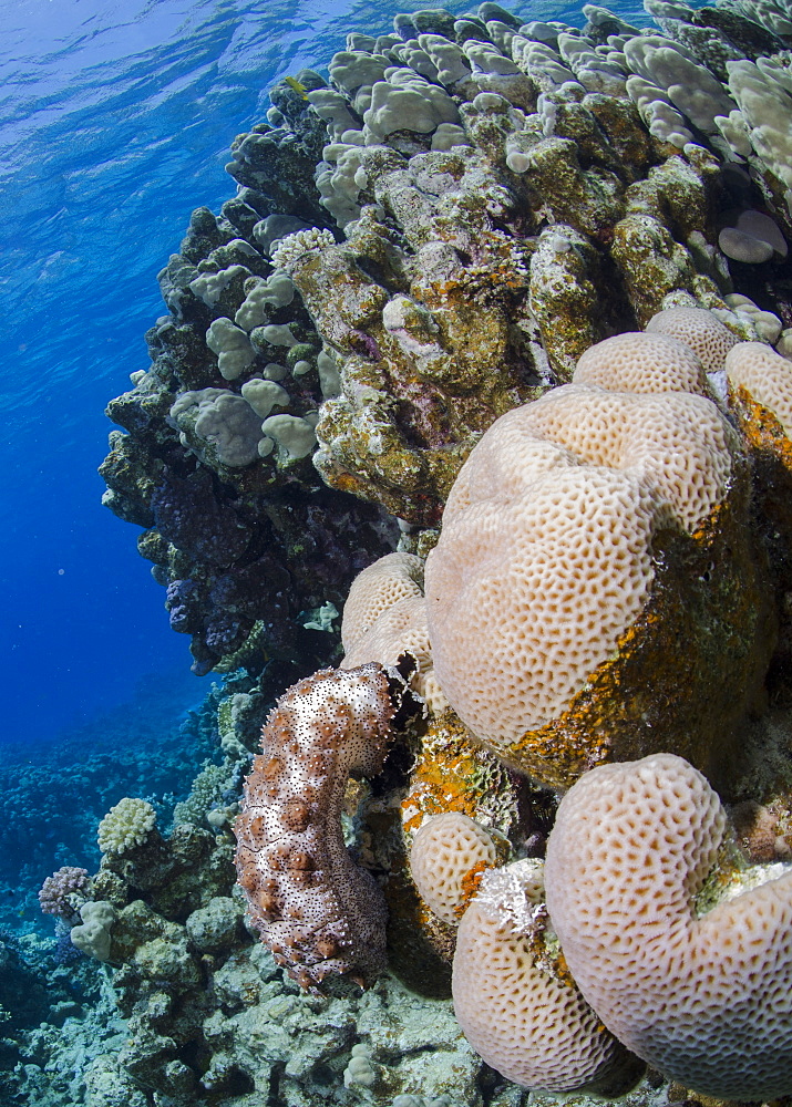 Blackmouth sea cucumber (Pearsonothuria graeffei) on coral reef, Ras Mohammed National Park, Sharm Eel-Sheikh, Red Sea, Egypt, North Africa, Africa 