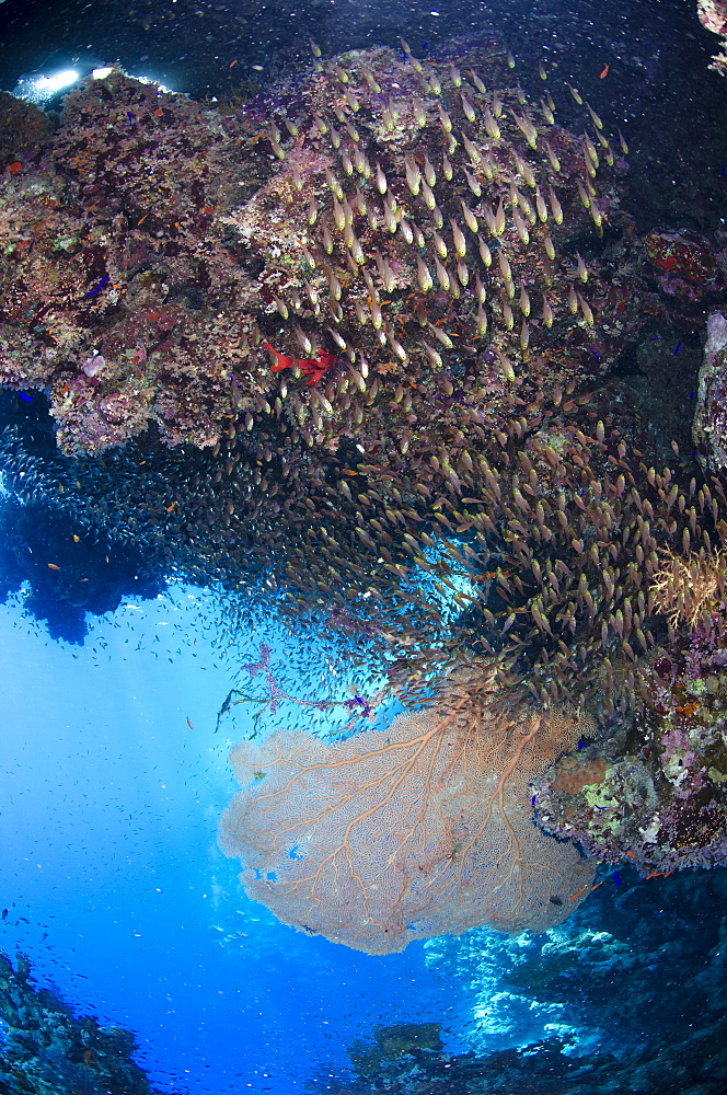 Coral reef scene, Ras Mohammed National Park, Sharm el-Sheikh, Red Sea, Egypt, North Africa, Africa 