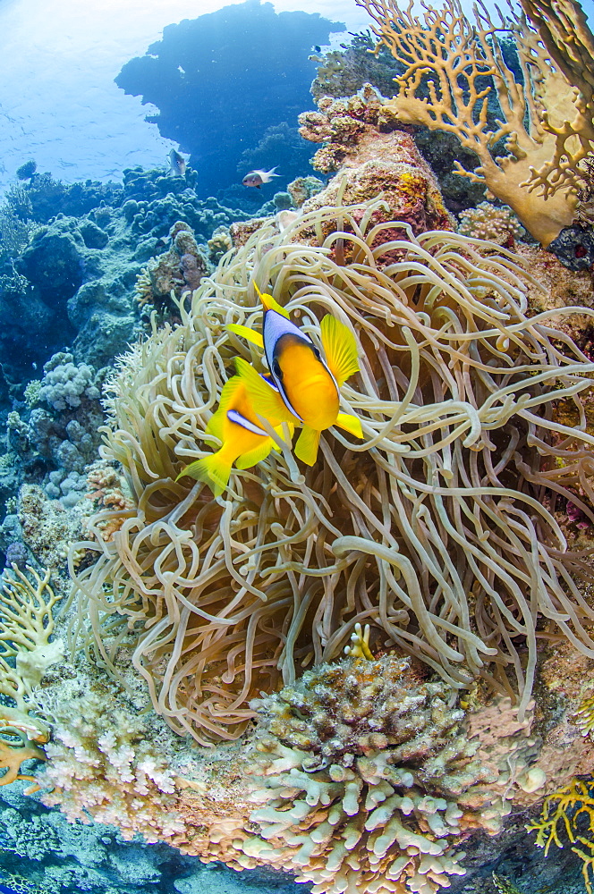 Red sea anemone fish (amphiprion bicinctus) and Stichodactyla haddoni, Ras Mohammed National Park, Red Sea, Egypt, North Africa, Africa 