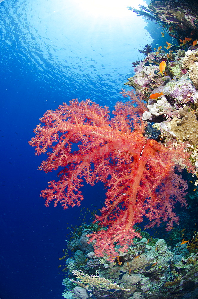 Pink soft coral, Ras Mohammed National Park, Sharm el-Sheikh, Red Sea, Egypt, North Africa, Africa 