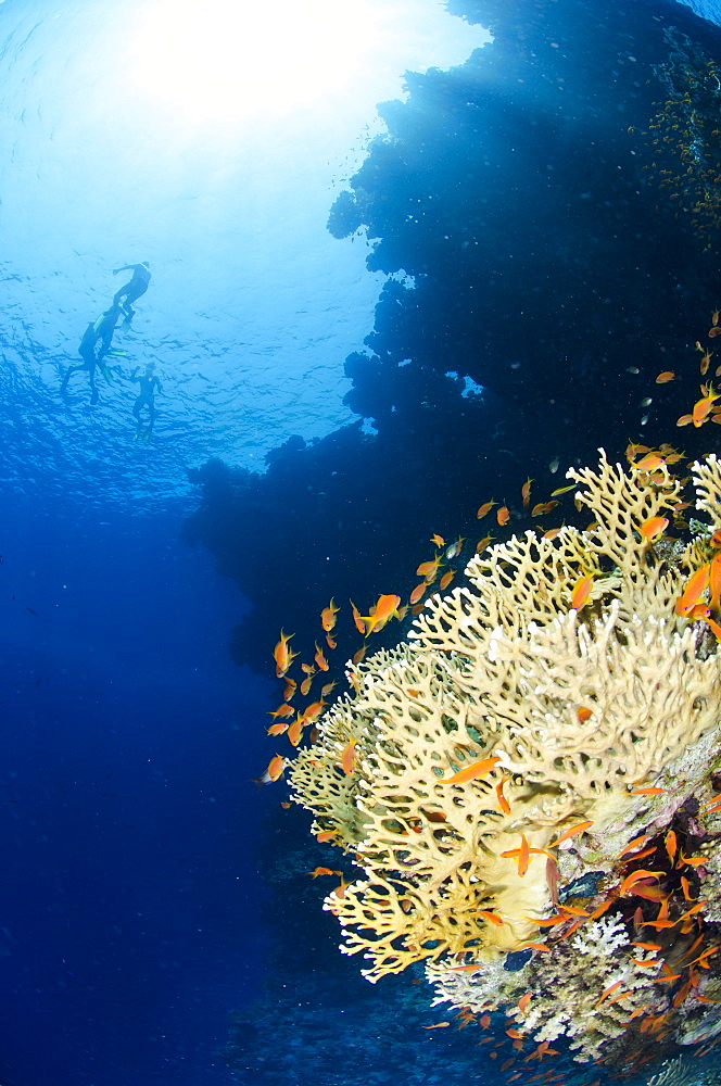 Coral reef scene, Ras Mohammed National Park, Sharm el-Sheikh, Red Sea, Egypt, North Africa, Africa 