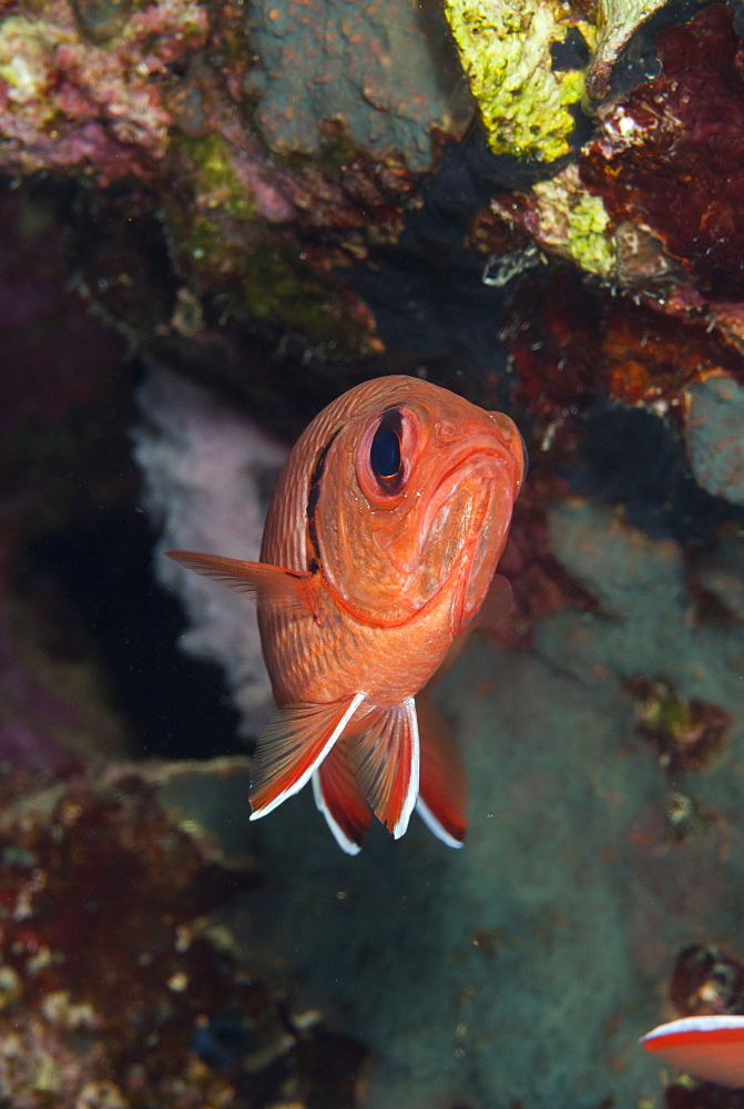 Blotcheye soldierfish (Myripristis murdjan), Naama Bay, Sharm el-Sheikh, Sinai, Red Sea, Egypt, North Africa, Africa 