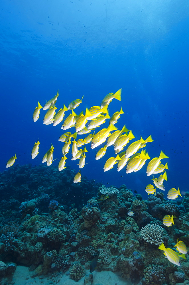 Medium shoal or school of blue striped snapper (Lutjanus kasmira), Naama Bay, off Sharm el-Sheikh, Sinai, Red Sea, Egypt, North Africa, Africa 