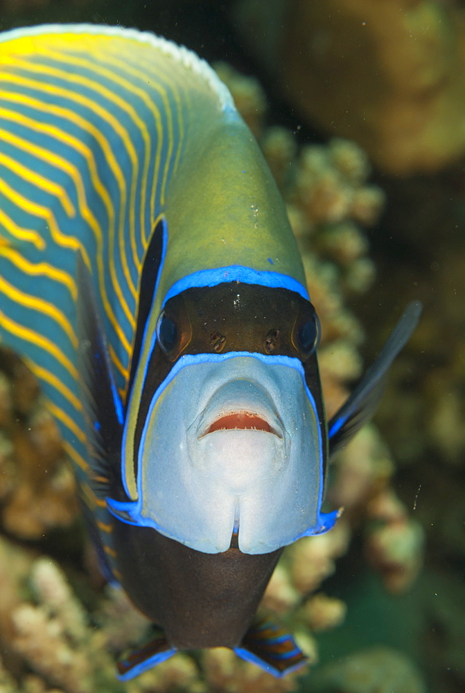 Emperor angelfish (Pomacanthus imperator) close-up, Naama Bay, off Sharm el-Sheikh, Sinai, Red Sea, Egypt, North Africa, Africa 